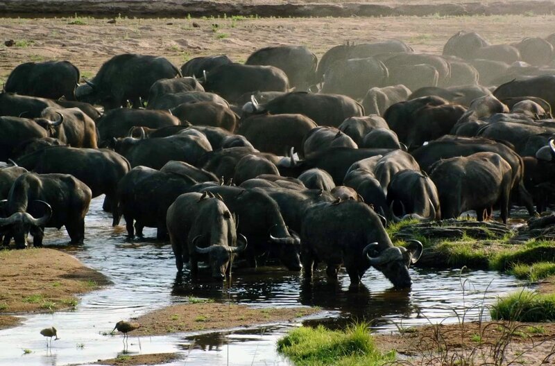 Tansania - Im Königreich der Löwin – Bild: ZED/​JBIZ /​ © ZED/​JBIZ