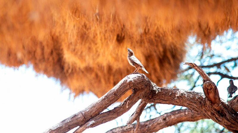 Ein Siedelweber Vogel schaut nach oben zu dem riesigen Gemeinschafts-Nest, an dessen Bau er zusammen mit hunderten Artgenossen beteiligt ist. – Bild: WDR/​Text und Bild Medienproduktion/​Johann Lang