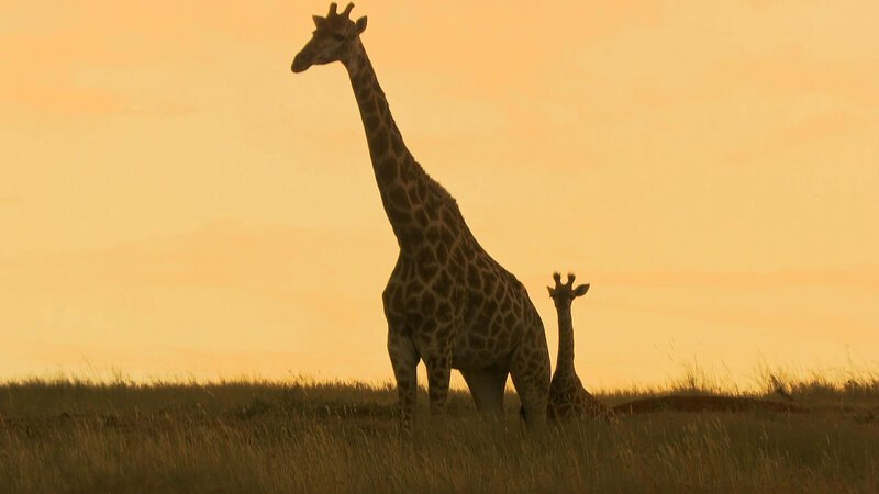 Giraffen – Bild: Bibel TV