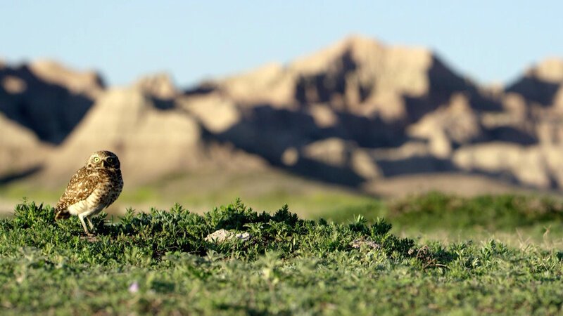 Kaninchenkauz – Bild: Bibel TV