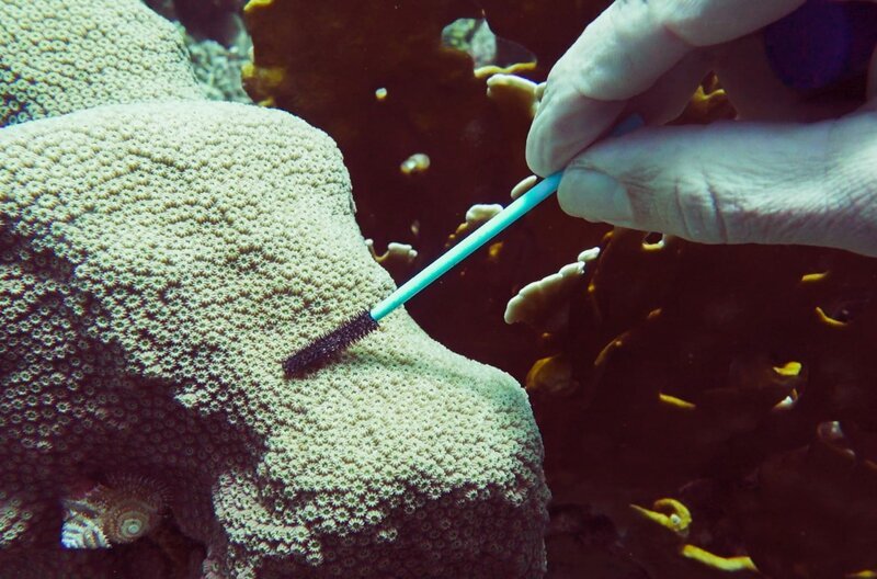 Korallen leben in einer Partnerschaft mit Viren: Die winzigen Wesen sind hier nicht für Krankheiten verantwortlich, sondern leisten sogar einen entscheidenden Beitrag zur Gesundheit der Nesseltiere. – Bild: BR /​ © Langbein & Partner /​ © Langbein & Partner