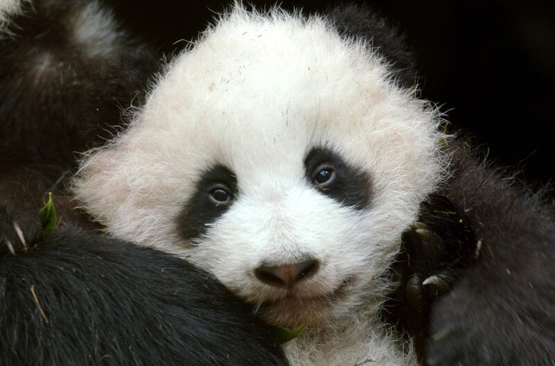 Dieser drei Monate alter Panda wird im Wolong-Zentrum für die Auswilderung in die Qinling-Berge vorbereitet. – Bild: arte