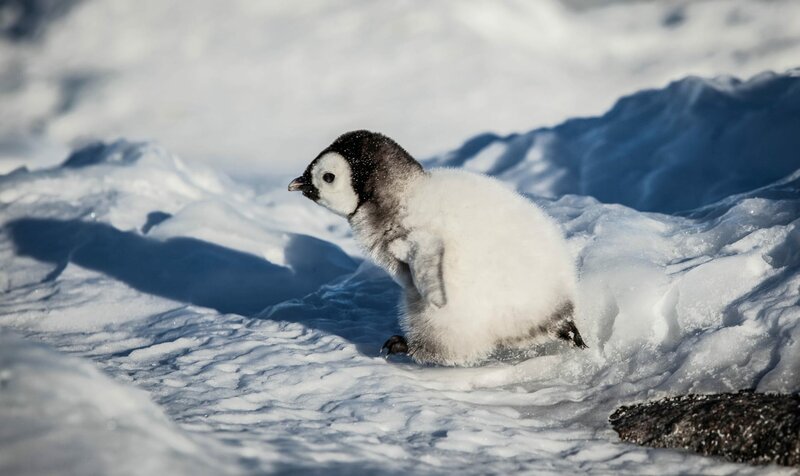 Pinguinküken huschen über den Schnee. – Bild: ORF/​BBC/​Marty Passingham