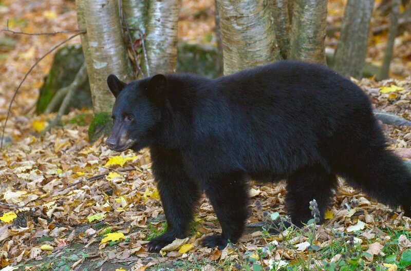 Hudson River - Der Fluss zwischen Wildnis und Skyline – Bild: SKYLAND Productions /​ © SKYLAND Productions