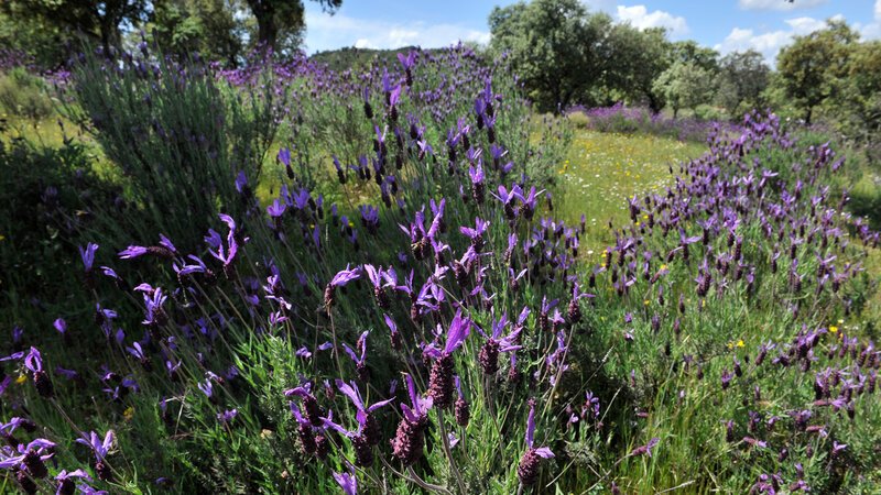 Landschaft der Sierra Morena – Bild: KLAUS FEICHTENBERGER 2009 Landschaft der Sierra Morena – Bild: KLAUS FEICHTENBERGER 2009