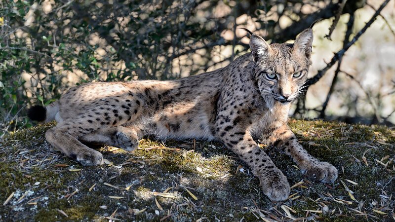 ein müder Luchs – Bild: c_2012