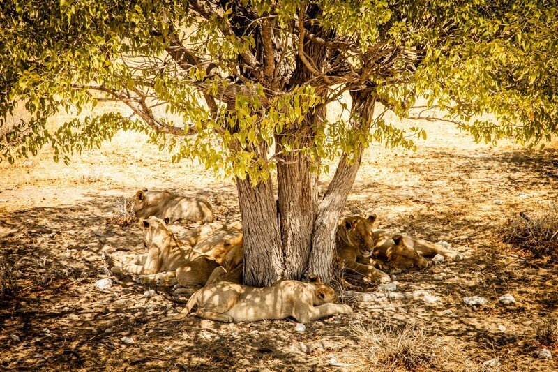 Löwen machen es sich tagsüber gern im Schatten der Mopanebäume gemütlich. – Bild: ZDF und Javier Linares Jr..