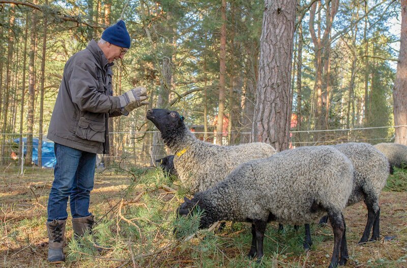 Landwirtschaft lohnt sich auf den Schären schon lange nicht mehr. Lars Thunqvist hält dennoch Schafe. – Bild: MedienKontor/​Heiko De Groot /​ © MedienKontor/​Heiko De Groot