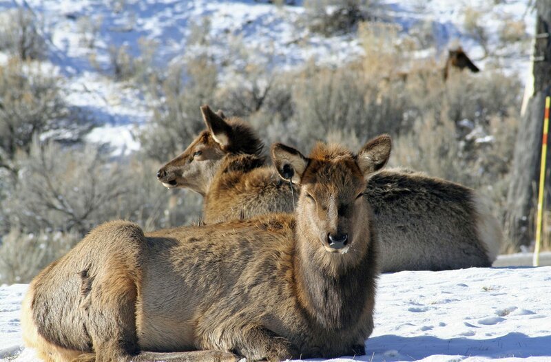 Wapiti-Hirsche in Yellowstone geniessen die Wintersonne. – Bild: HR/​NDR/​Evamaria Schmidt