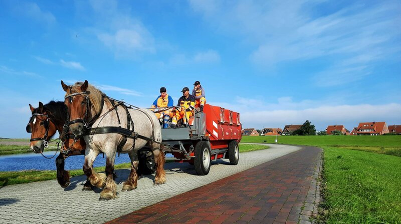 Auf der autofreien Insel Baltrum wird der Müll mit dem Pferd abgeholt – so, wie noch bis in die 1960er Jahre vielerorts in Norddeutschland. – Bild: NDR/​FILMBLICK Hannover