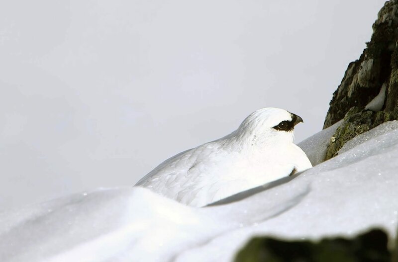 Fällt viel Schnee, lässt sich das Alpenschneehuhn komplett einschneien. In einer Schneehöhle ist es dann wärmer als draußen im kalten Wind. – Bild: doc.station