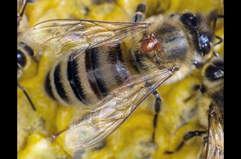 Sie ist keine Laus, sondern eine bedrohte Fliegenart – ohne fliegen zu können: Die Bienenlaus lebt in friedlicher Gemeinschaft mit wilden Honigbienen. – Bild: Jan Haft /​ © Jan Haft