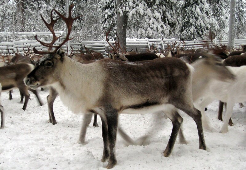 Winterreise durch Lappland – Bild: HR/​PHOENIX/​ARD-Studio Stockholm