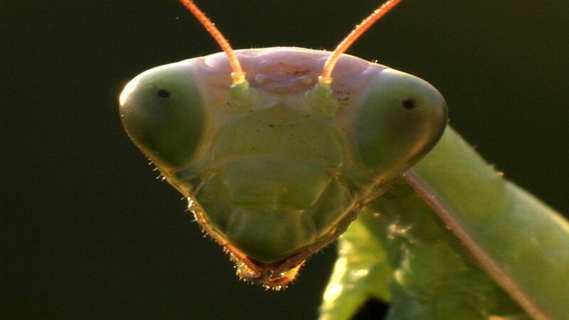 European mantis – Bild: 2021_CuriosityStream-Inc.