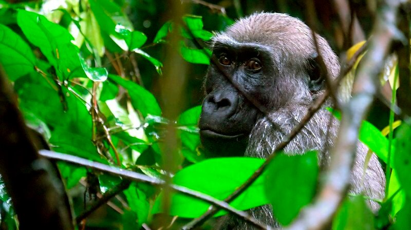 Affe im Regenwald – Bild: phoenix/ZDF/ORF/Werner Zips Filmproduktion//Angelica Marte Affe im Regenwald – Bild: phoenix/ZDF/ORF/Werner Zips Filmproduktion//Angelica Marte