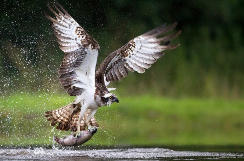 Fischadler ernähren sich – wie der Name sagt – fast ausschließlich von Fisch. Dafür hat die Natur sie perfekt ausgerüstet. – Bild: Shutterstock