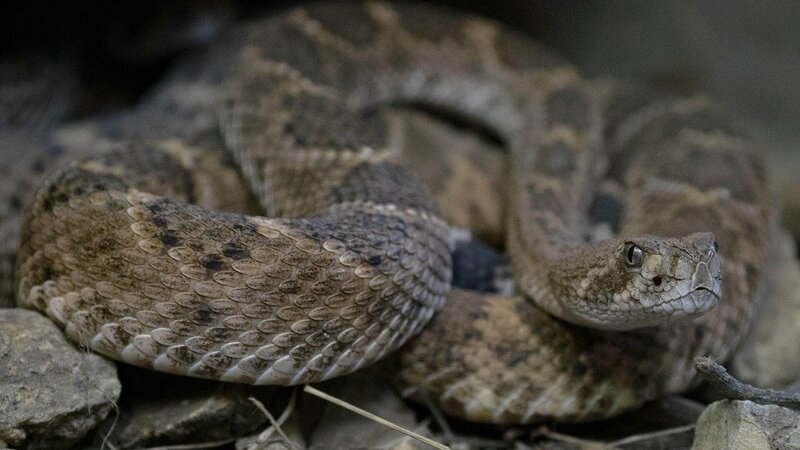 Western Diamondback Klapperschlange (Crotalus Atrox) – Bild: RTL /​ Earth Touch Die Verwendung des Materials von RTL Deutschland ist nur zur redaktionellen Berichterstattung im Zusammenhang mit der Sendung unter Angabe der Credits/​Quellenangabe und Beachtung der