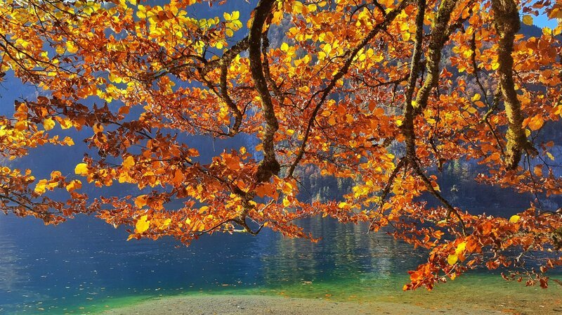 Herbstlich gefärbte Buchenzweige am Ufer des Königssees. – Bild: WDR/​nautilusfilm