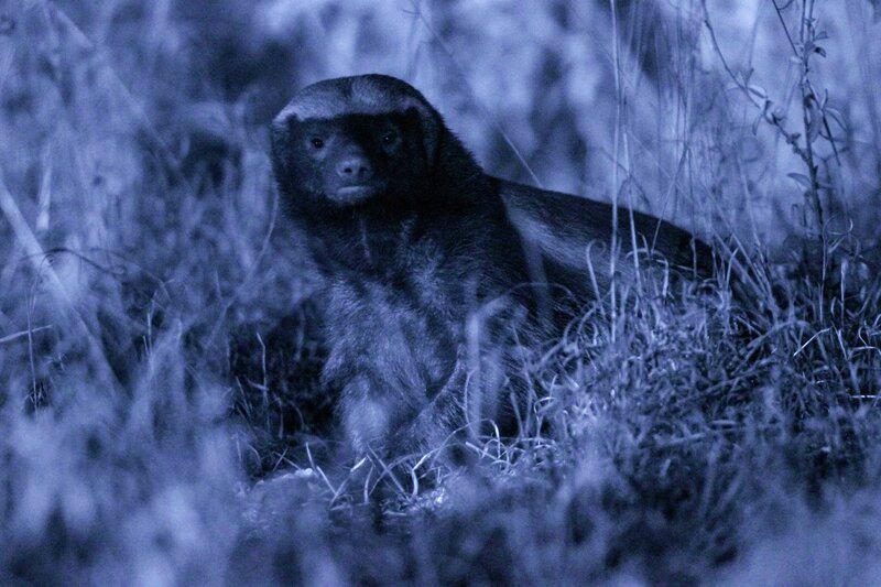 südafrikanischer Honigdachs. – Bild: ORF/​BBC/​Robin Cox