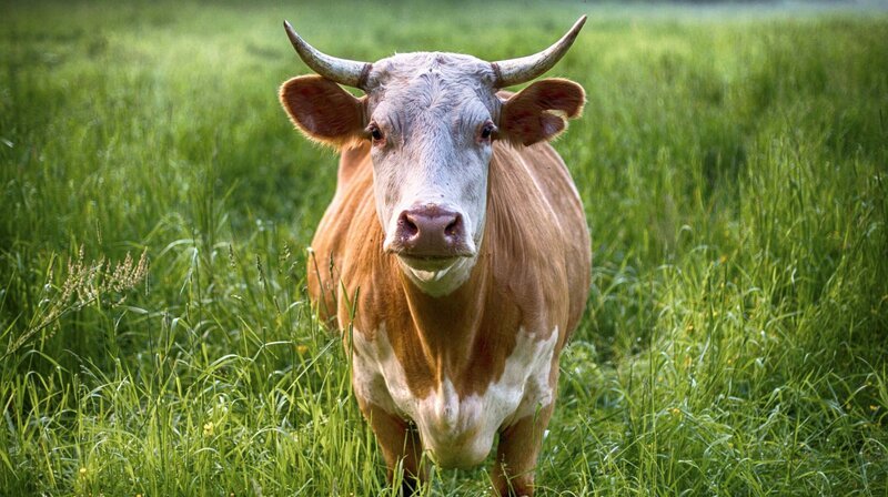 Die glückliche Kuh auf der grünen Wiese. So stellen sich die meisten Menschen Bio-Tierhaltung vor. Aber stimmt das auch? Der NDR WissensCheck vergleicht Vorstellung mit Fakten. – Bild: BR, NDR, labo m. /​ BR/​NDR/​labo m.