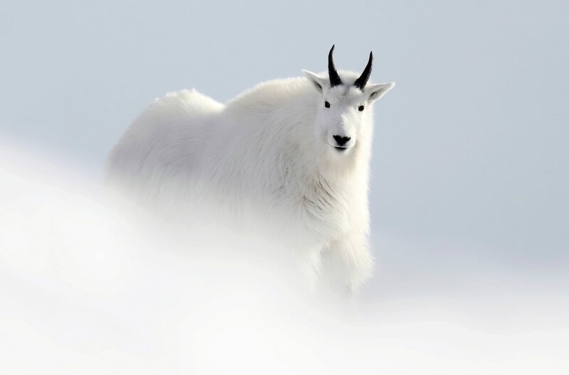 Yukon - Ein Traum in Weiß – Bild: Jérémie Villet