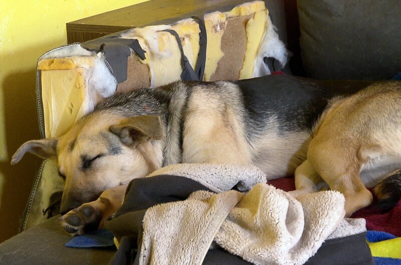 Hündin Bella schläft auf zerbissener Couch. – Bild: BR/SWR Hündin Bella schläft auf zerbissener Couch. – Bild: BR/SWR