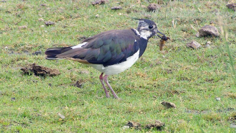 Kiebitz – Bild: ORF/​Landesstudio Burgenland