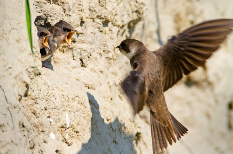 Felsenschwalben nisten – wie der Name schon verrät – gerne in Felswänden. – Bild: Goran Safarek