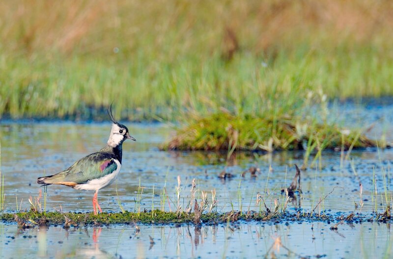 Sumpfland Taiga – Bild: dmfilm/​tv produktion