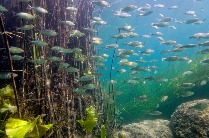 Im Frühjahr überschwemmt die Sava den Naturpark Lonjsko polje und schafft somit Wasserstraßen für Fische aus diesem und anderen umliegenden Flüssen. – Bild: Goran Safarek /​ © Goran Safarek /​ © Goran Safarek