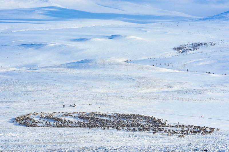 Eine große Herde von Rentieren, die sich durch den Schnee bewegen (Norwegen). – Bild: 3sat