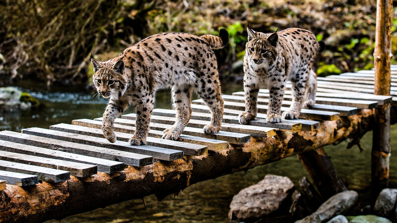 Milos und die Luchse – Bild: Bergblick