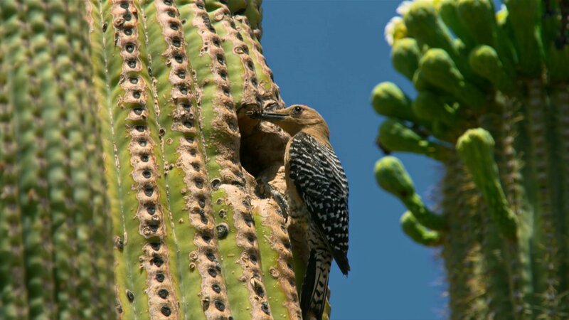 Ein Gila-Specht auf einem Saguaro-Kaktus. Der Specht entfernt schädliche Insekten, und darf sich im Gegenzug eine Bruthöhle in sicherer Höhe im Kaktus einrichten. – Bild: Terra Mater