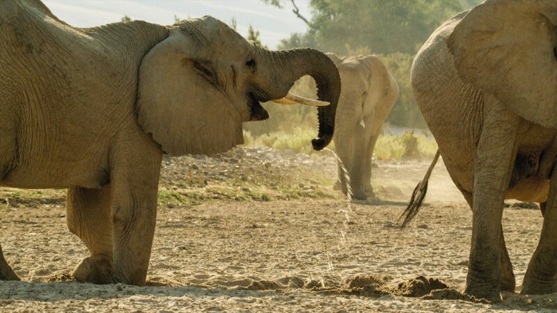 Dank ihres Geruchsinns wissen Elefanten, wo sie in der Wüste nach Wasser graben müssen. – Bild: Terra Mater