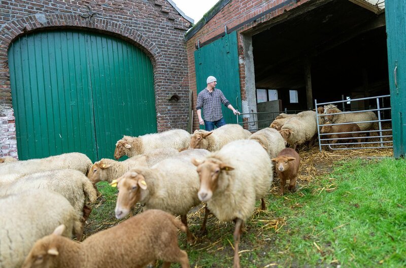 Stefan (52) lässt die Schafe aus dem Stall. – Bild: WDR/​Ben Knabe /​ WDR Kommunikation/​Redaktion Bild