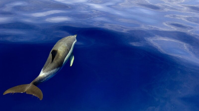 Delfine jagen rings um die Inseln im Atlantik nach Fisch. – Bild: phoenix/​3sat/​ZDF/​Jeremy Holden