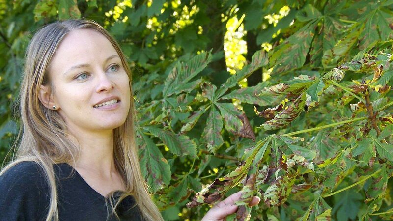 Mag. Esther Ockermüller, Entomologin im Biologiezentrum Linz, zeigt die eingewanderten Mieniermotten in den Kastanienblättern. – Bild: ORF