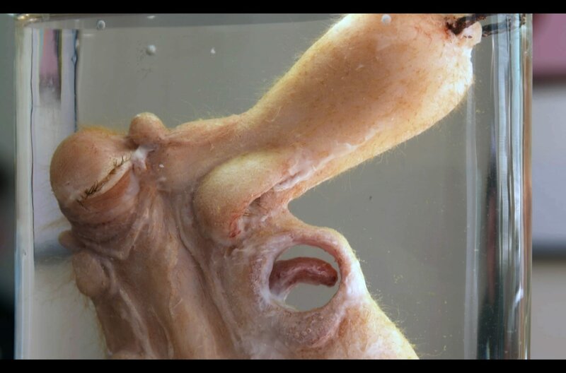 Schlachtfeld Geschlecht – Bild: Moritz Marz /​ © Moritz Marz