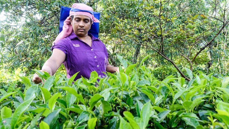 Die Tee-Pflückerin Nanda geht mit ihren Kolleginnen jeden Morgen ab 7 Uhr auf die Teefelder, um zu sehen, wo es neue, junge Teeblätter gibt. – Bild: TVNOW /​ MedienKontor/​ Vivien Vogel