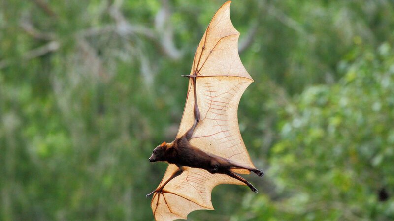 Der Rote Flughund lebt in Australien. Die Flügelspanne dieser sogenannten Megabats kann über einen Meter betragen. Flughunde ernähren sich ausschließlich von Früchten. – Bild: BILD Der Rote Flughund lebt in Australien. Die Flügelspanne dieser sogenannten Megabats kann über einen Meter betragen. Flughunde ernähren sich ausschließlich von Früchten. – Bild: BILD