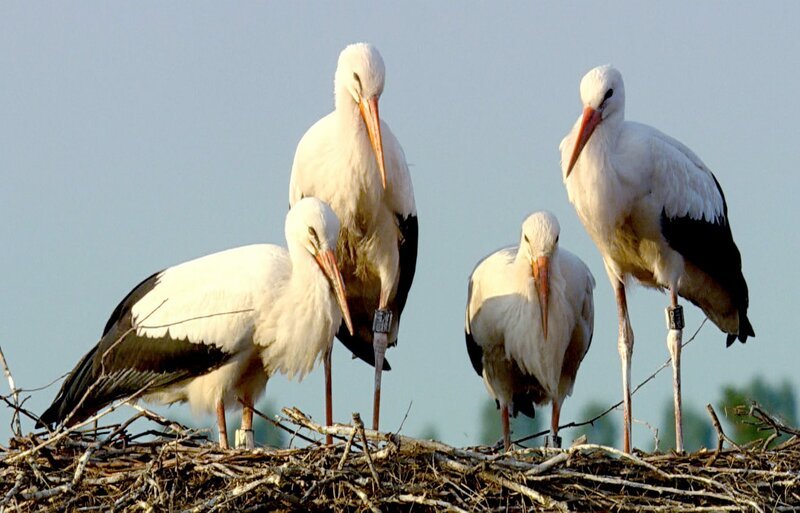 Jungstörche im Nest – Bild: Steffen Sailer