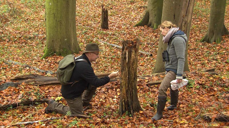 Spurensuche im Wald: Die Tiere zu kennen, ist nur ein Punkt. Doch wo und wie leben sie im Wald. – Bild: NDR/​Produktion Clipart