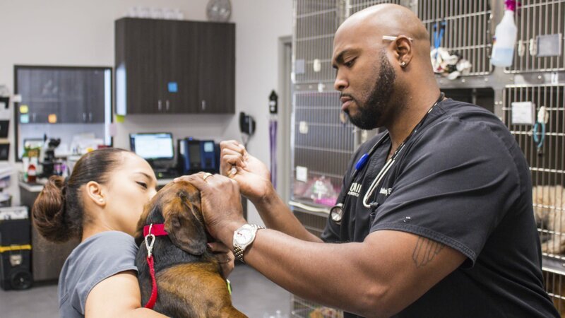 Dr. Ross works on a dog with Carla. – Bild: TLC