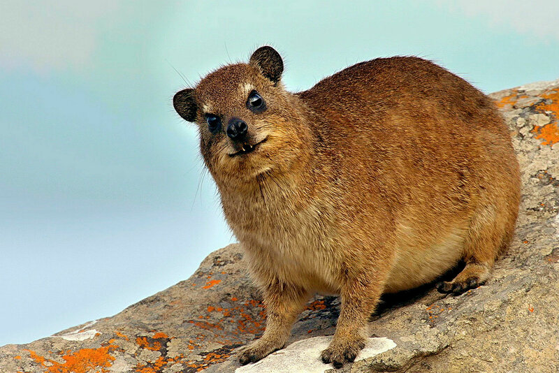 Klippschliefer - Überlebenskünstler in Südafrika – Bild: SRF1