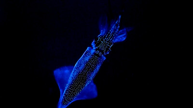 Der Leuchtkalmar Watasenia scintillans benutzt Licht als Tarnung in der Dunkelheit. Durch das Lichtmuster löst er seine Konturen auf. – Bild: phoenix/ZDF/NHK Der Leuchtkalmar Watasenia scintillans benutzt Licht als Tarnung in der Dunkelheit. Durch das Lichtmuster löst er seine Konturen auf. – Bild: phoenix/ZDF/NHK