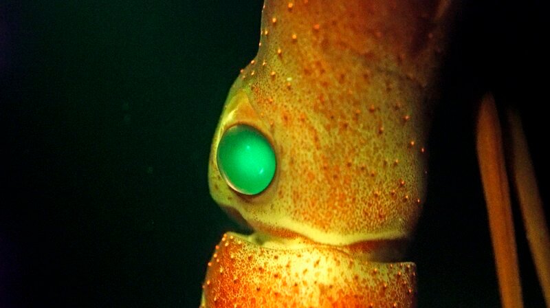 Erdbeer-Kalmare besitzen zwei verschiedene Augen. Ein kleines, um nach unten zu schauen, und ein großes, um nach oben zu blicken. Das große Auge ist darauf spezialisiert, Silhouetten von Beutetieren gegen das verschwindend schwache Restlicht zu erkennen. – Bild: phoenix/ZDF/NHK Erdbeer-Kalmare besitzen zwei verschiedene Augen. Ein kleines, um nach unten zu schauen, und ein großes, um nach oben zu blicken. Das große Auge ist darauf spezialisiert, Silhouetten von Beutetieren gegen das verschwindend schwache Restlicht zu erkennen. – Bild: phoenix/ZDF/NHK