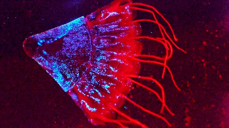 Die Kronenqualle Periphylla ist rot gefärbt, kann aber bei Gefahr blaue Lichtsignale aussenden und sogar leuchtende Partikel ausscheiden. – Bild: phoenix/​ZDF/​NHK