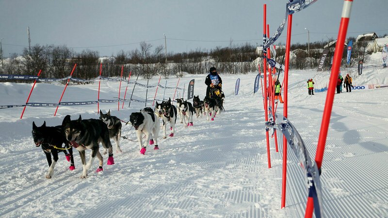 Huskies, am Start! Beim Finnmarksløpet, dem längsten Hundeschlittenrennen Europas, geht es 1200 Kilometer durch Lappland. SRF/​Medienkontor/​J. Michael Schumacher – Bild: SRF2