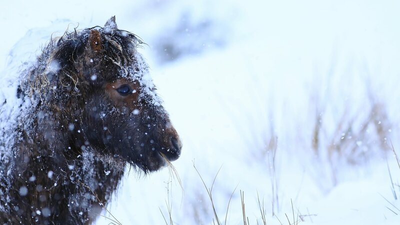 Carneddau-Pony – Bild: Terra Mater / Matt Hamilton Carneddau-Pony – Bild: Terra Mater / Matt Hamilton