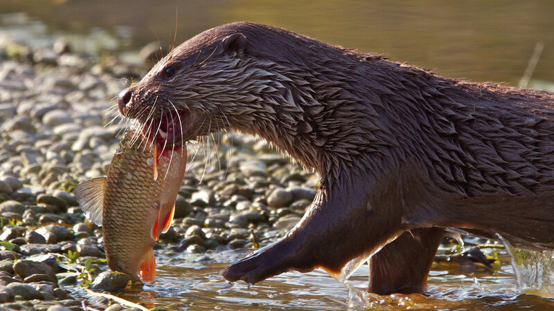 Inn - Der grüne Fluss aus den Alpen – Bild: Bergblick